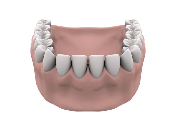 Нижние зубы с деснами — стоковое фото