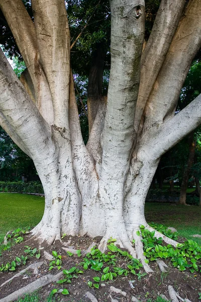 Starý strom — Stock fotografie