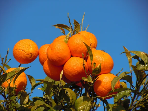 Rika apelsinträd Royaltyfria Stockfoton