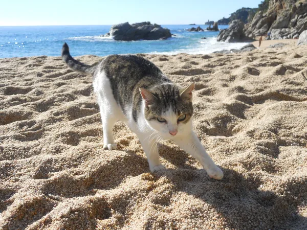 Kedi tatil — Stok fotoğraf