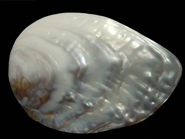 黒に分離した貝殻 — ストック写真