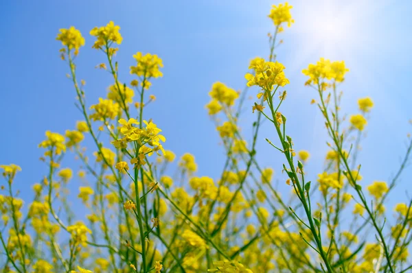 stock image Rapeseed flowers