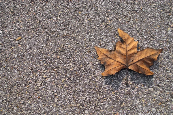 stock image Dry leaf on concrete