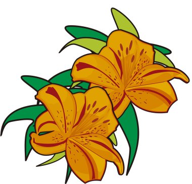 The Lily clipart