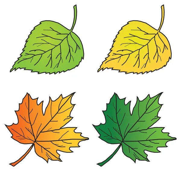 Весенние и осенние листья березы и клена — стоковый вектор