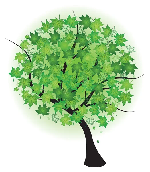 Verano arce árbol verde — Vector de stock