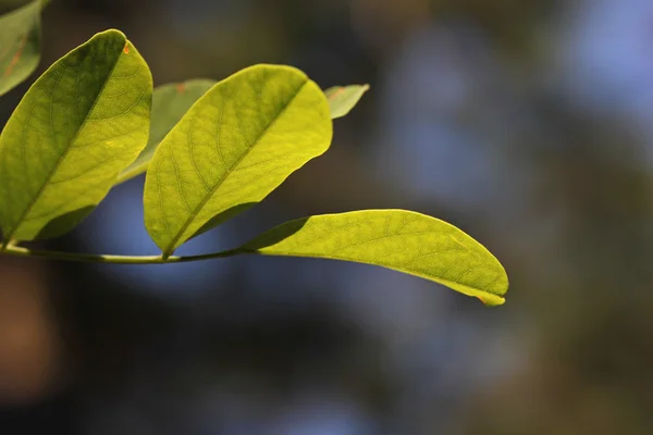 stock image Leaves background