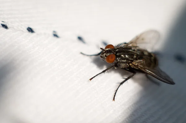 stock image Photo of the fly