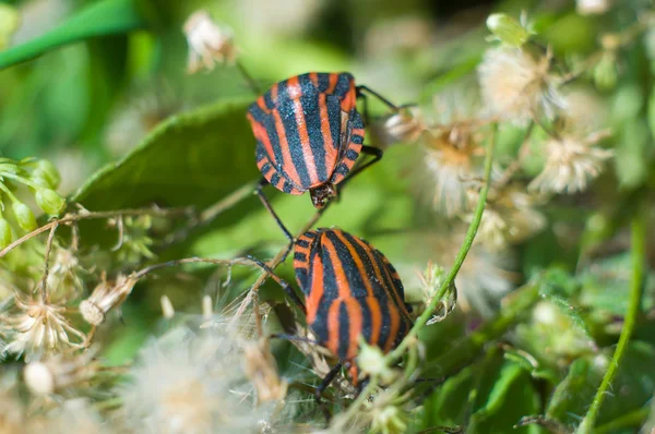 Two beetles — Stock Photo, Image