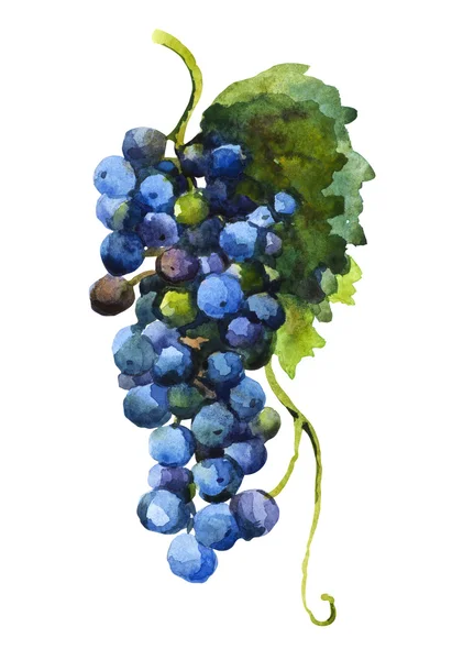 Akwarela z winogron — Zdjęcie stockowe