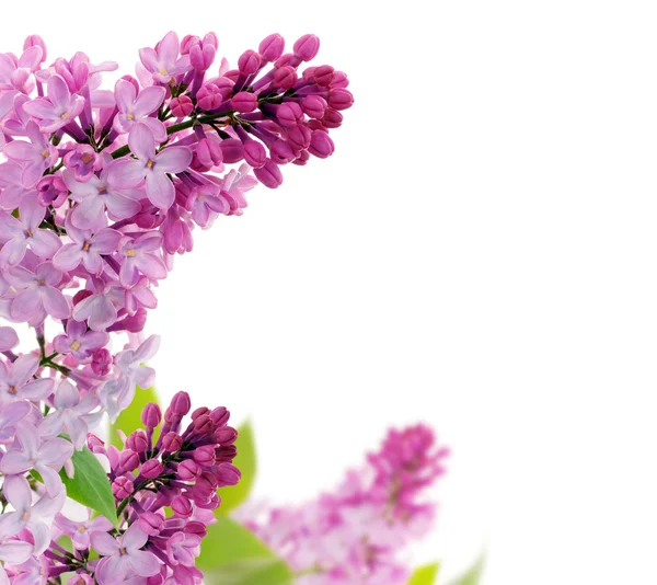 Moldura floral primavera — Fotografia de Stock