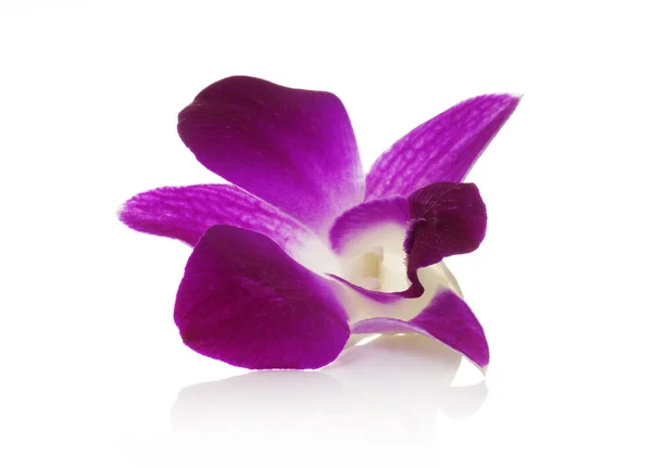 Orchideje detail — Stock fotografie