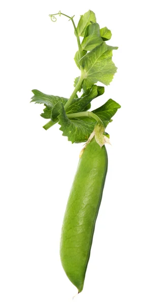 stock image Pea pod