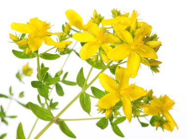 St. John’s Wort clipart