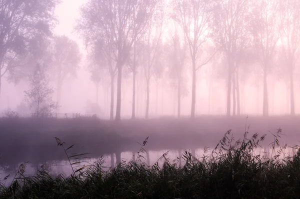 Pembe sisli sabah — Stok fotoğraf