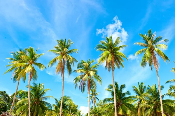 Тропические пальмы под голубым небом — стоковое фото