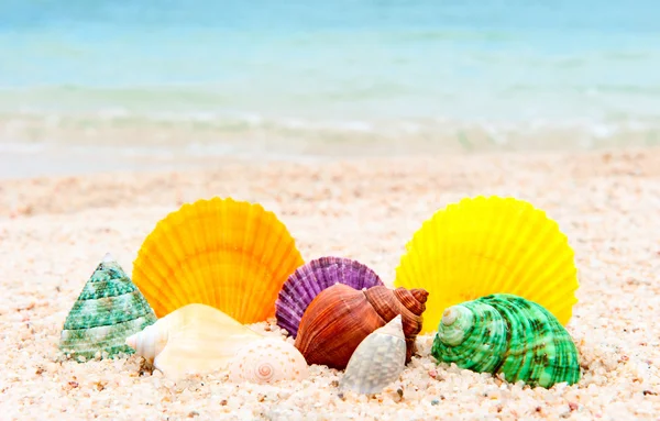 stock image Set of seashells on the sea beach