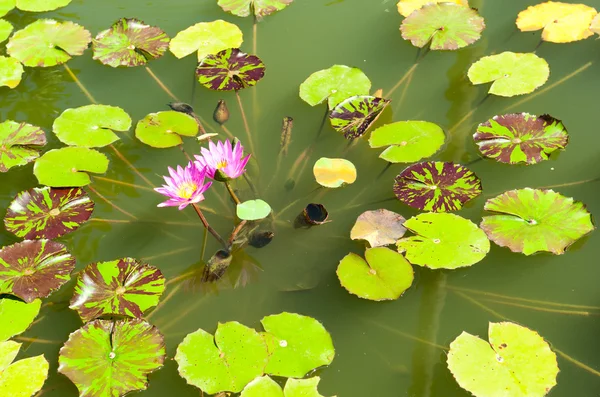 stock image Pink lotus on the lake