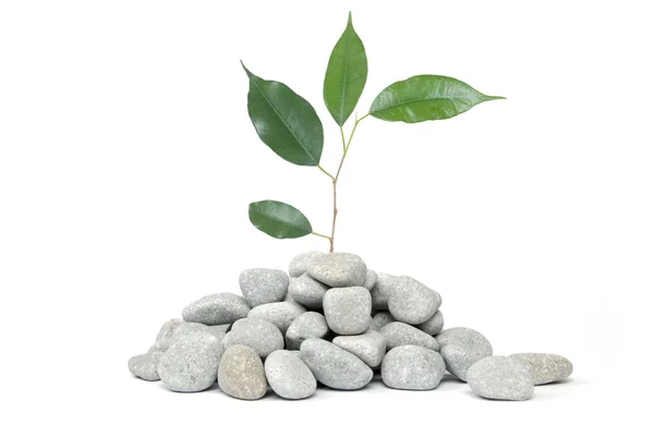 Stenen en boom op een witte achtergrond — Stockfoto