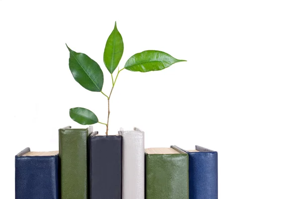 Libri e albero isolato su sfondo bianco — Foto Stock