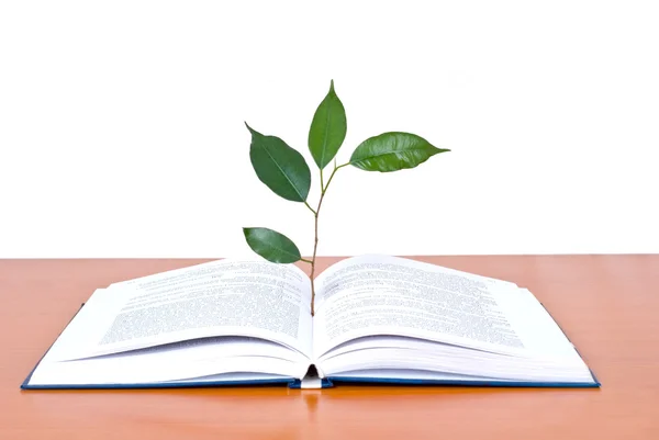Libri e albero isolato su sfondo bianco — Foto Stock