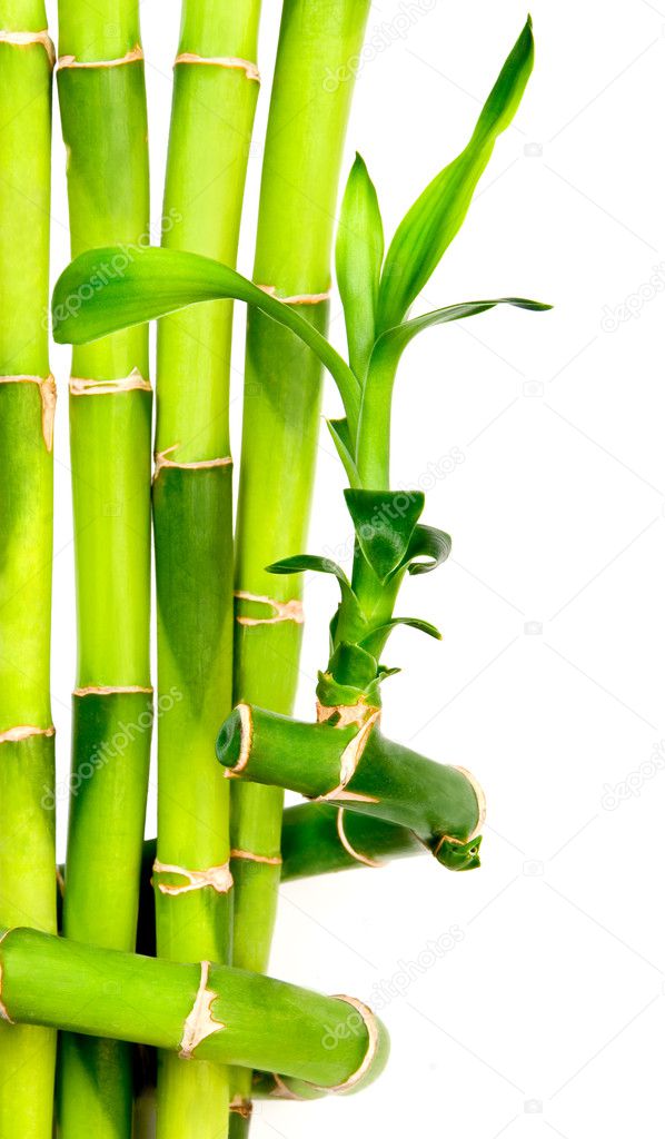 Bamboo background isolated on white