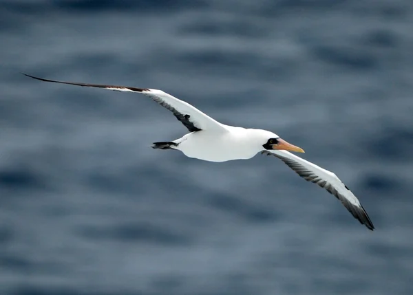 stock image Masked Booby