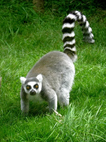 Ringailed lemur — Stok fotoğraf