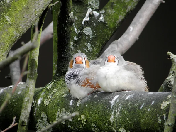 stock image Love birds