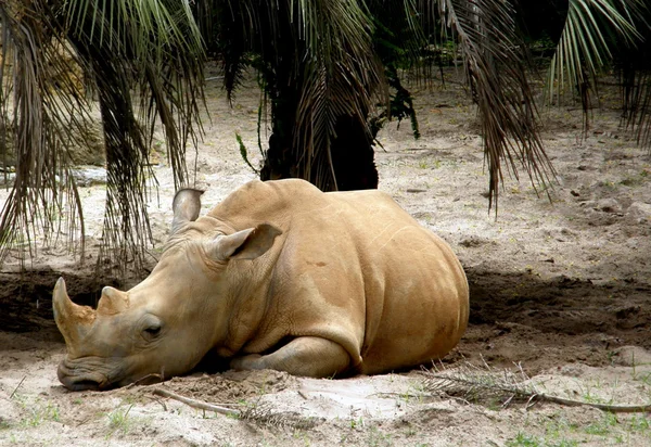 Rinoceronte bianco Immagini Stock Royalty Free