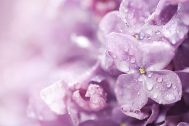 Beautiful lilac flowers clipart