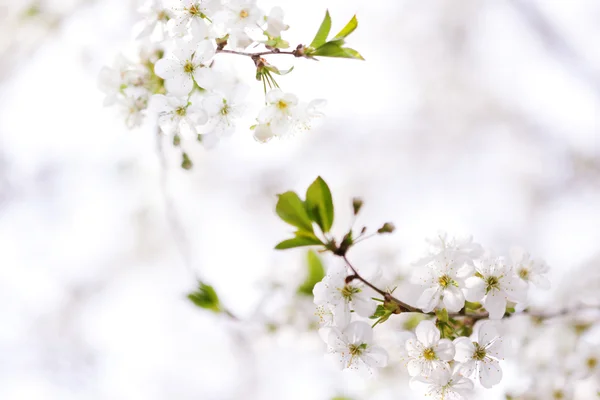 Flor na primavera — Fotografia de Stock