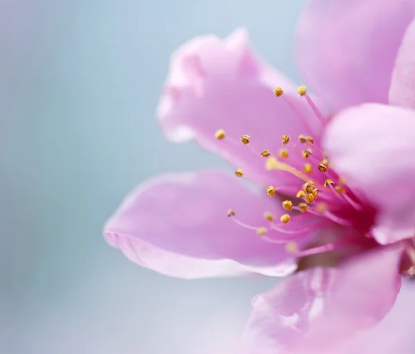 Blomstrer om våren – stockfoto