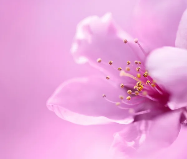 Floraison au printemps — Photo