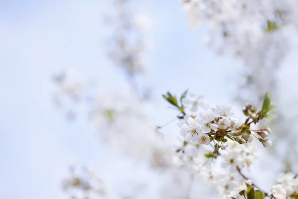 Florecen en primavera — Foto de Stock
