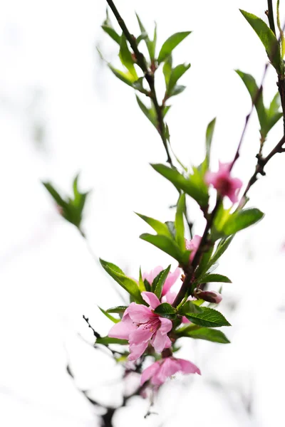 वसंत ऋतू मध्ये ब्लॉसम — स्टॉक फोटो, इमेज