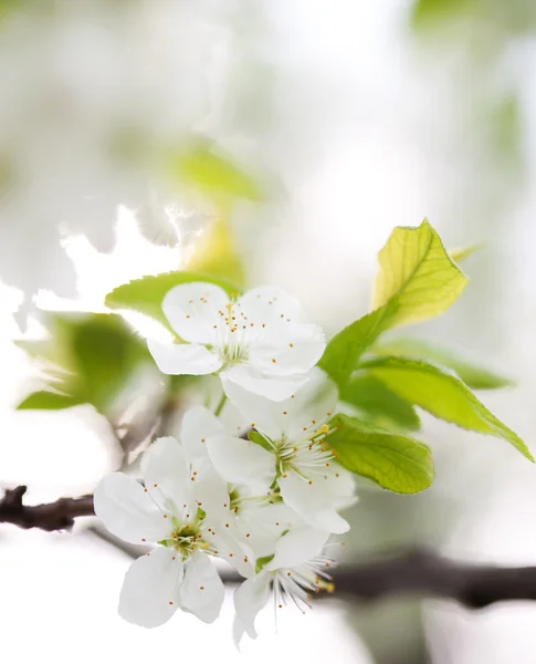 Blütezeit im Frühling — Stockfoto