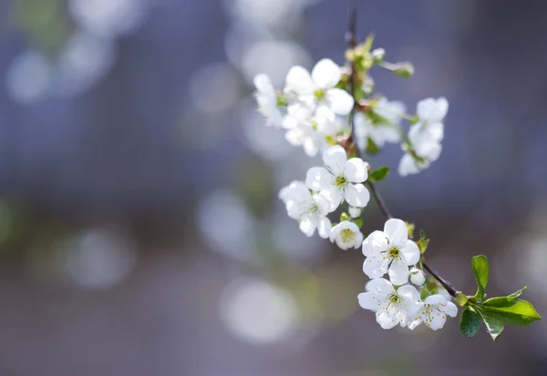 Floraison au printemps — Photo