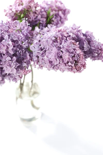 Bukiet fiołek Lilac — Zdjęcie stockowe