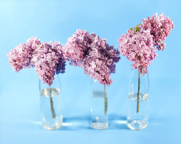 紫罗兰淡紫色的花束 — 图库照片