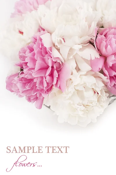 Hermosas flores de peonía — Foto de Stock