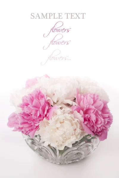 Bellissimi fiori di peonia — Foto Stock