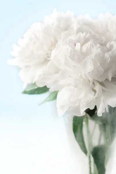 아름 다운 모란 꽃 — 스톡 사진