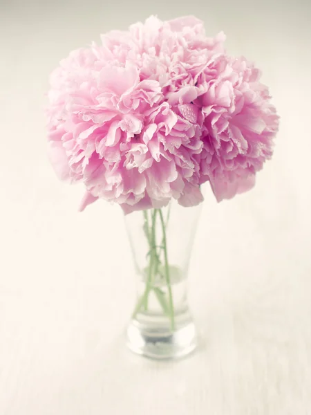 Vacker pion blommor — Stockfoto