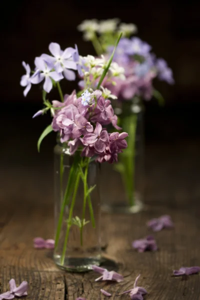 Lindas flores de primavera — Fotografia de Stock