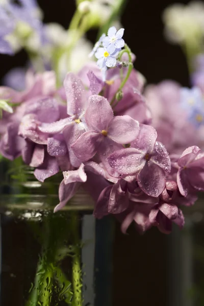 아름다운 봄 꽃들 — 스톡 사진