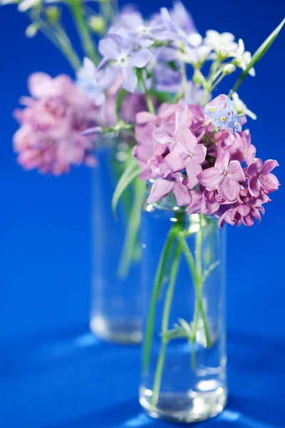 Belles fleurs printanières — Photo