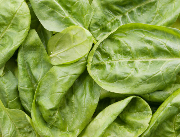 Fresh spinach