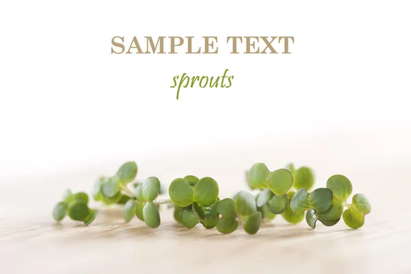 Fresh sprouts — Stock Photo, Image