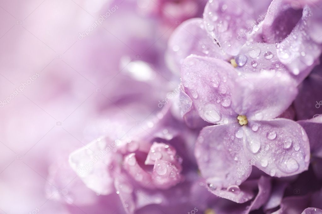 Beautiful lilac flowers